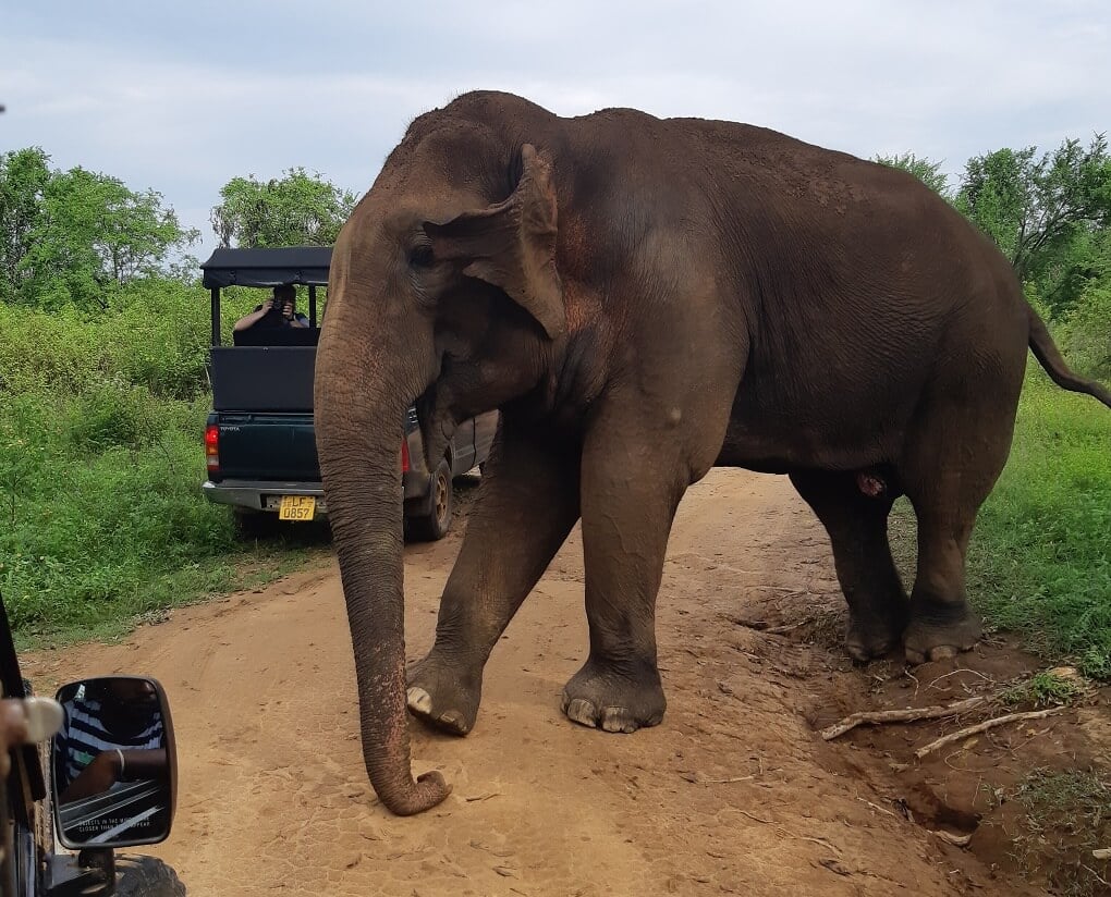 Udawalawe National Park Safari from South Coast to Ella 20190426 090916