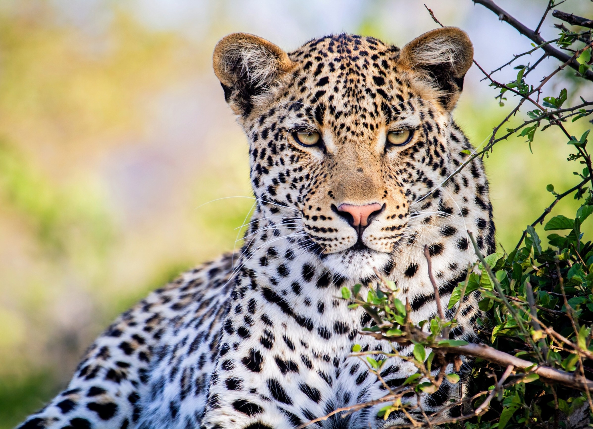 Yala tours Sri Lanka