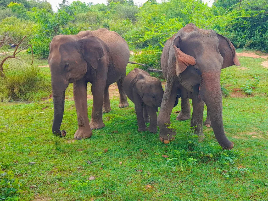 Udawalawe National park safari tour