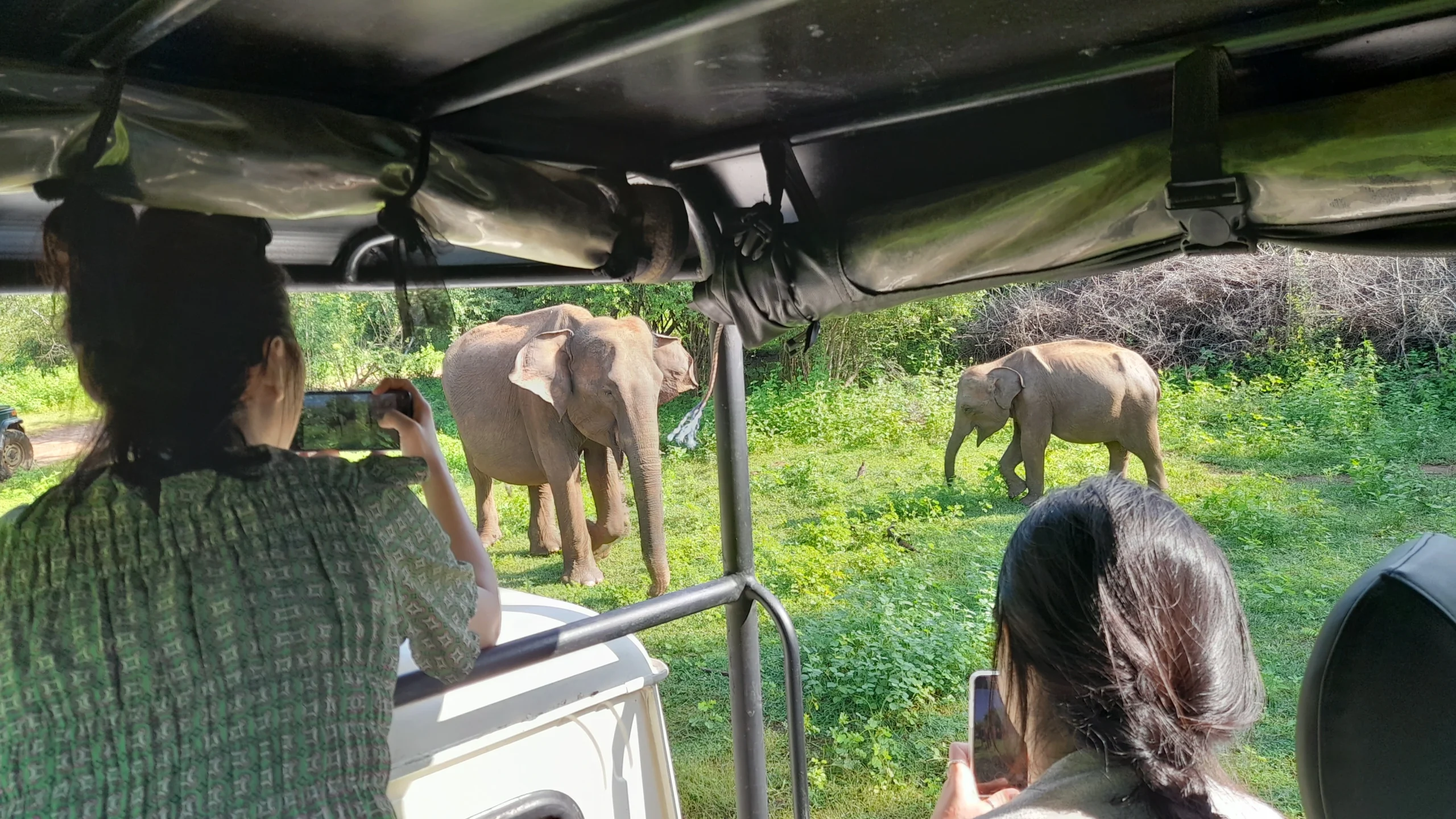 Udawalawe national park safari tours