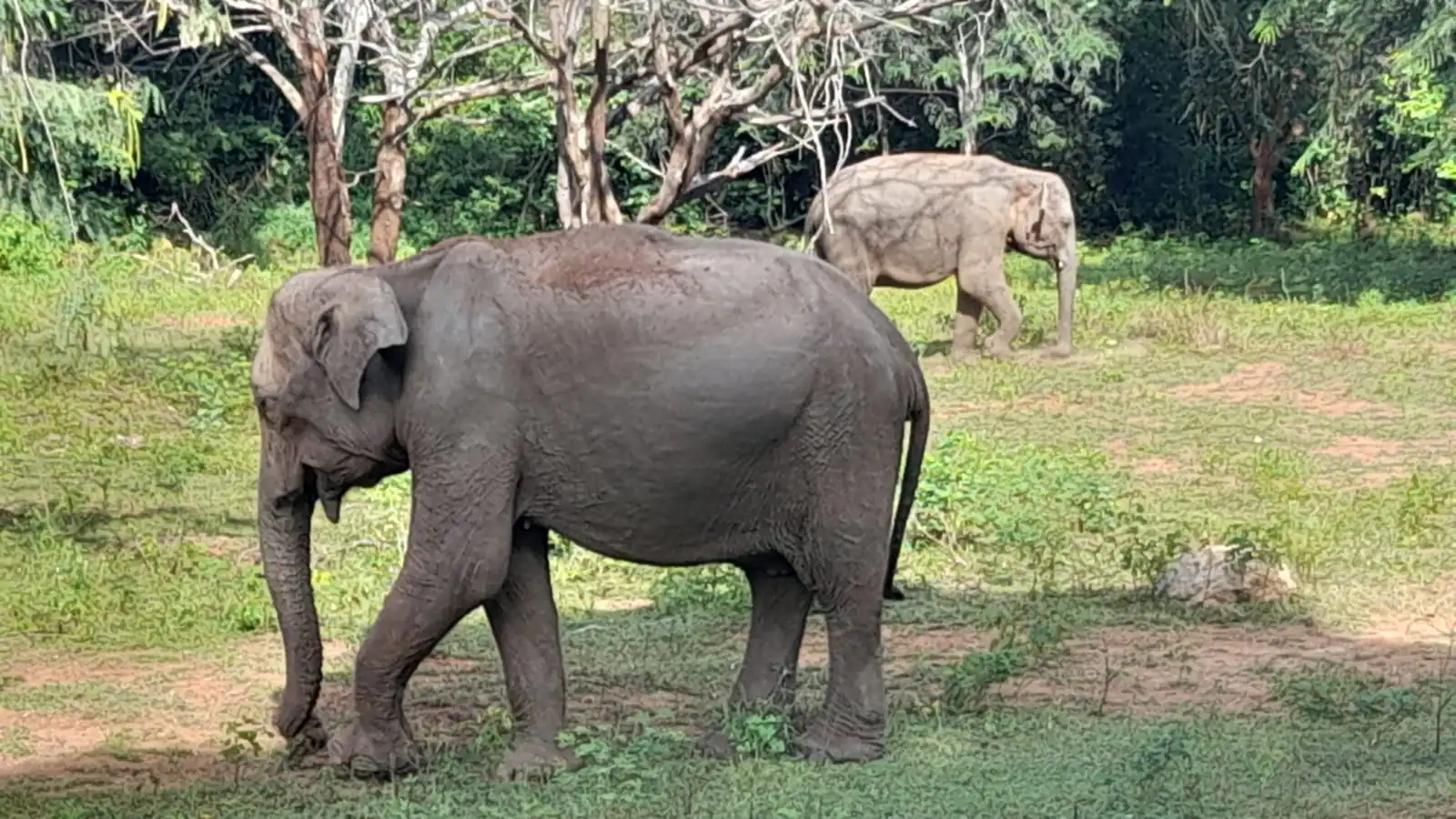 Udawalawe national park safari tours