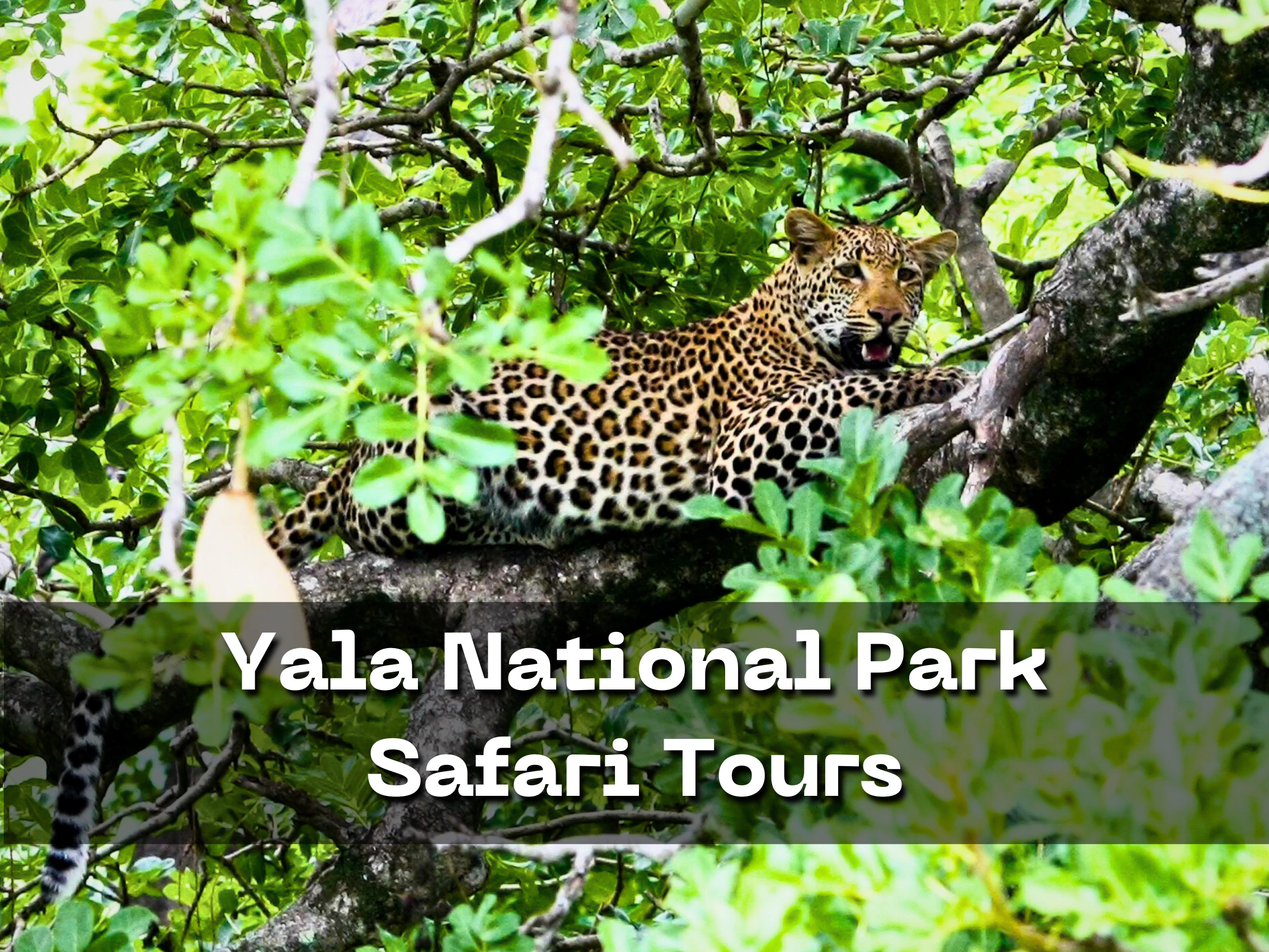 Yala National Park Safari Tours from Ella