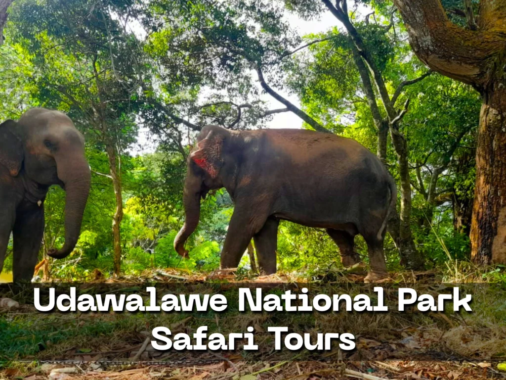 udawalawe national park safari tours from ella