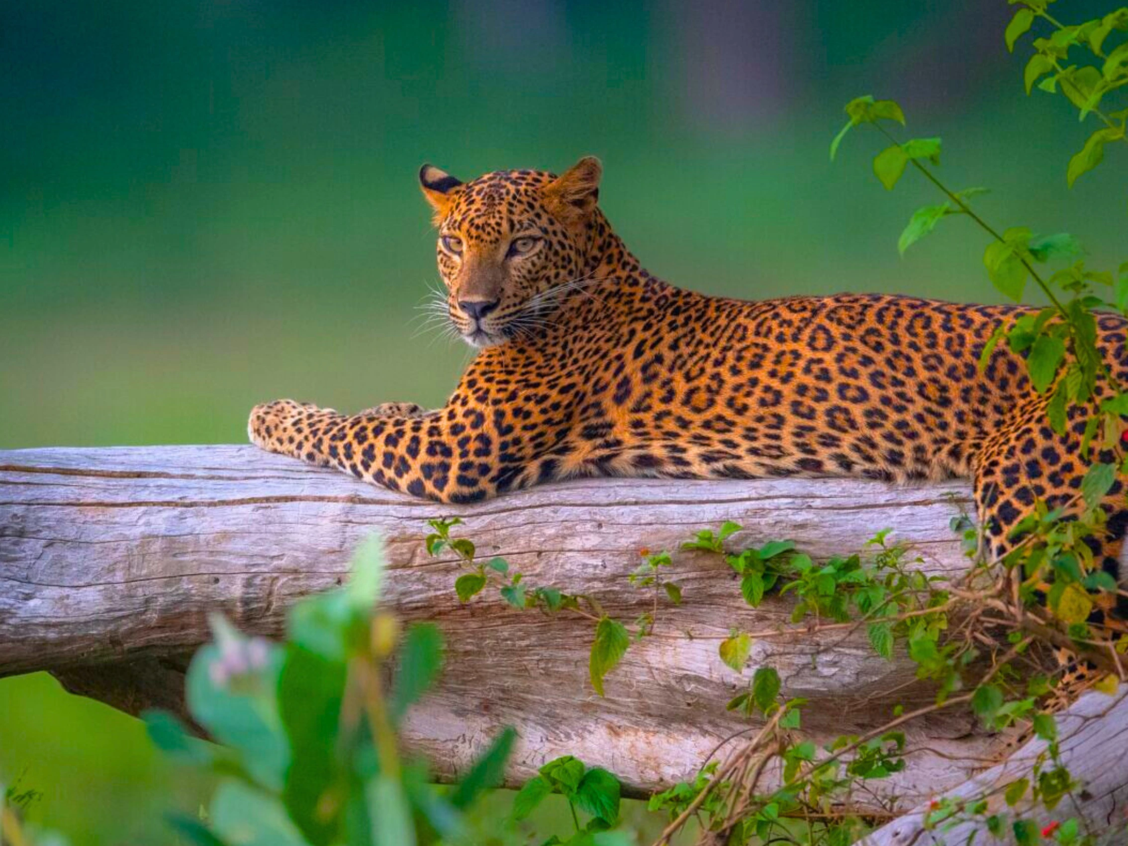 things to do in Ella Sri Lanka