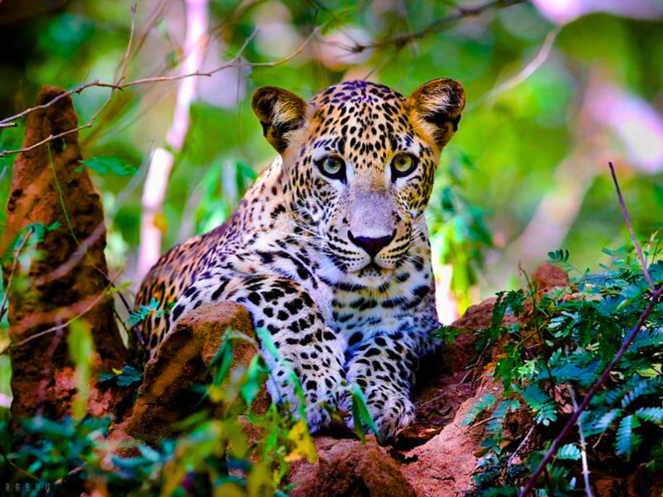 things to do in Ella Sri Lanka