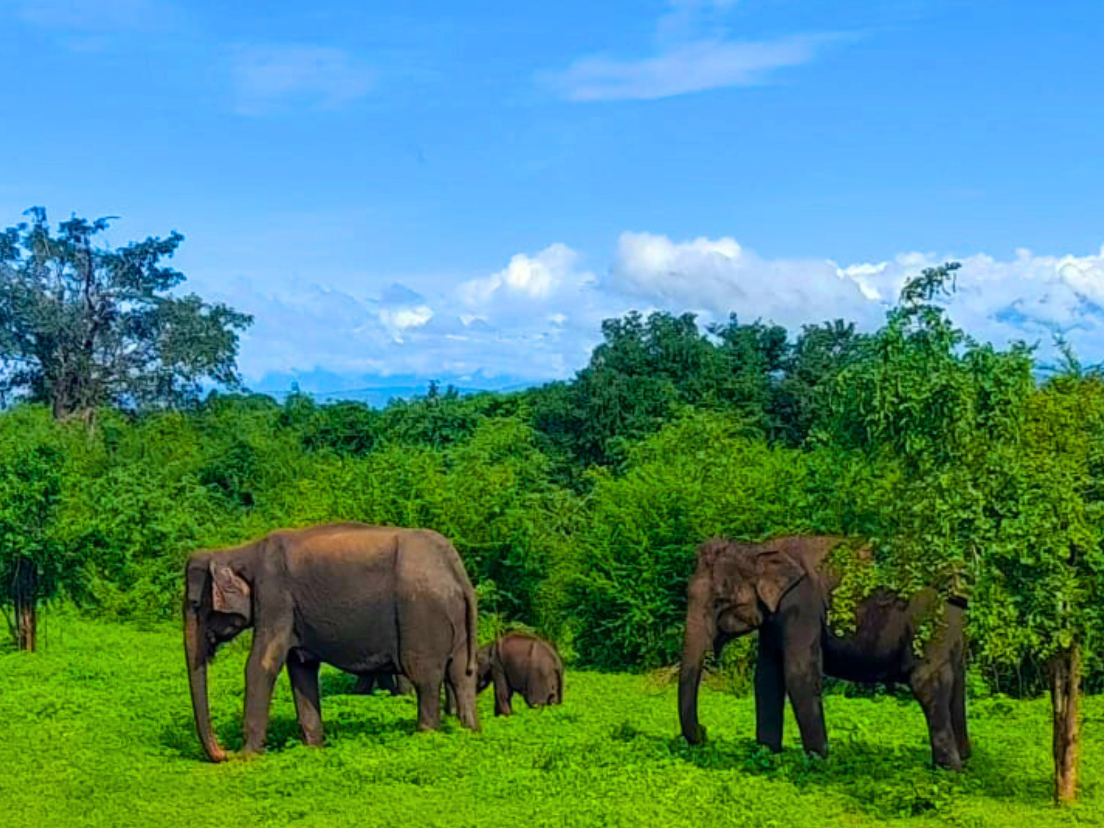 things to do in Ella Sri Lanka
