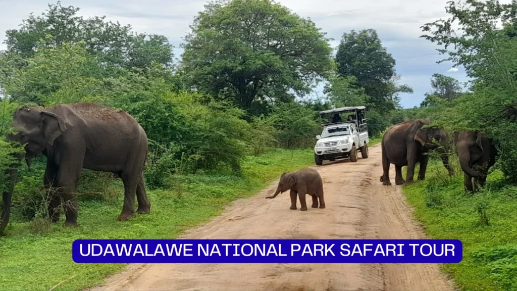 udawalawe safari