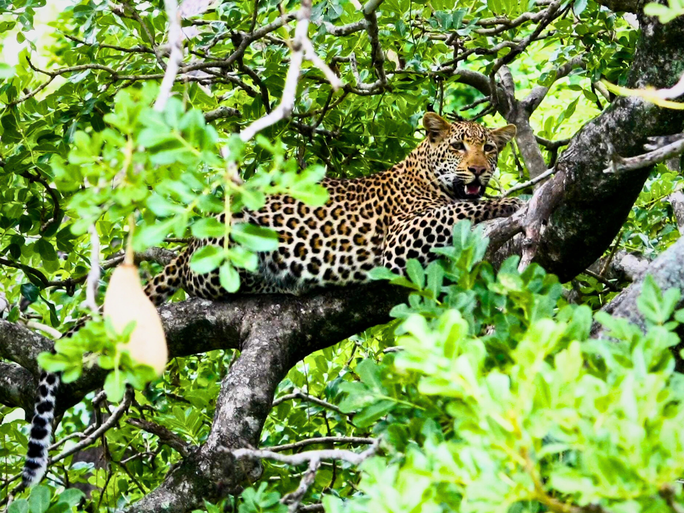 things to do in Ella Sri Lanka