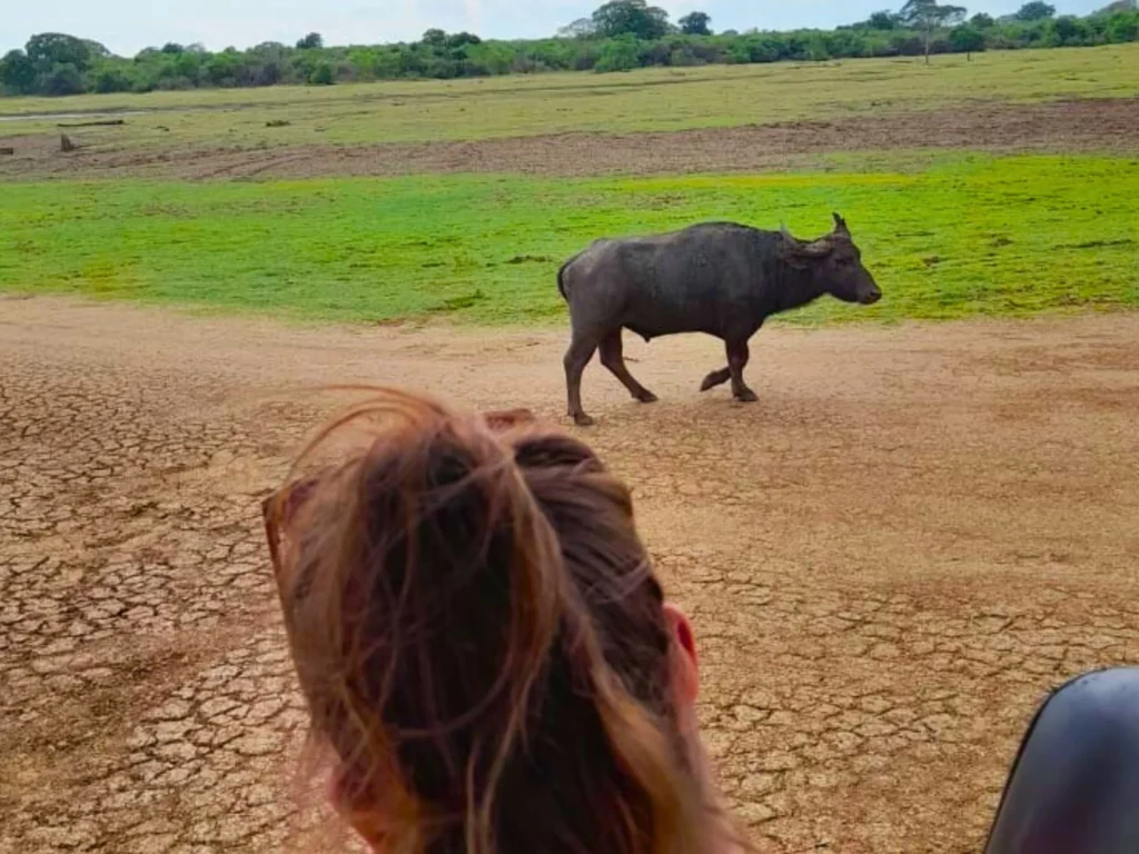 Yala national park safari tours