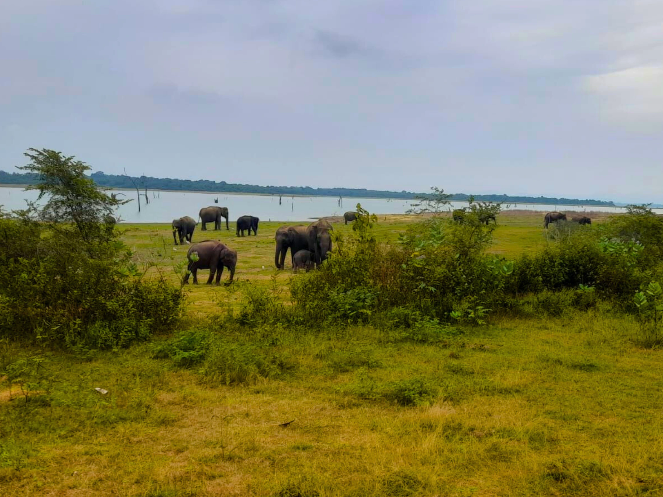 Udawalawe National park safari tours