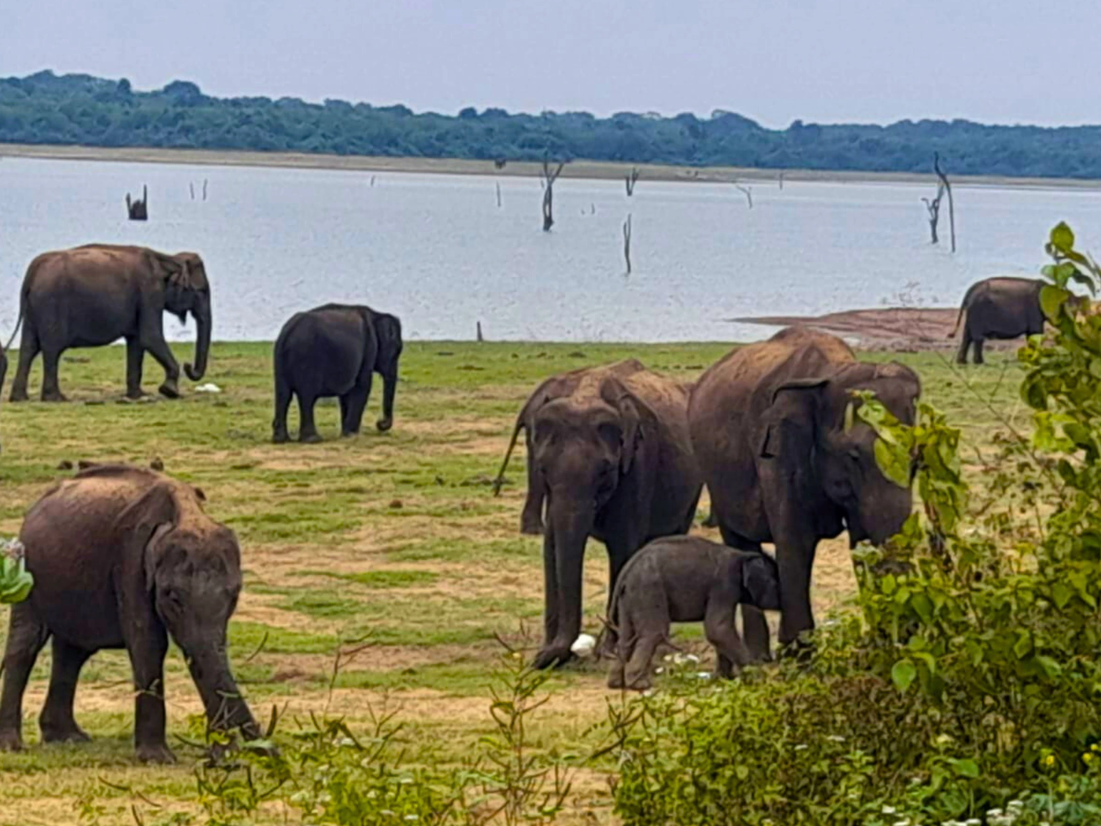 Udawalawe National Park Safari from South Coast to Ella Udawalawe National park safari tours