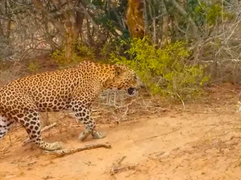 Yala national park safari tours