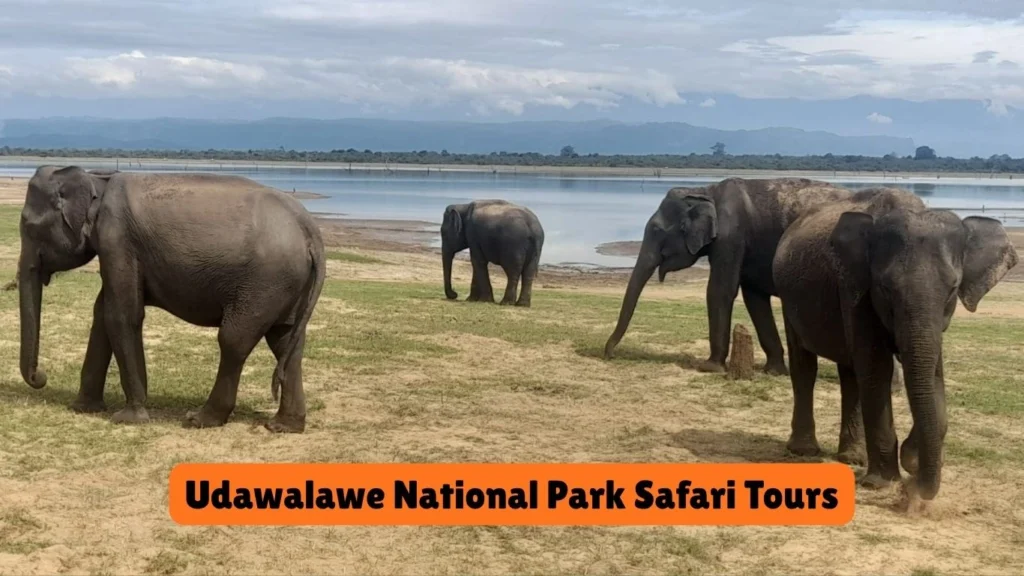 Udawalawe National Park Safari from South Coast to Ella