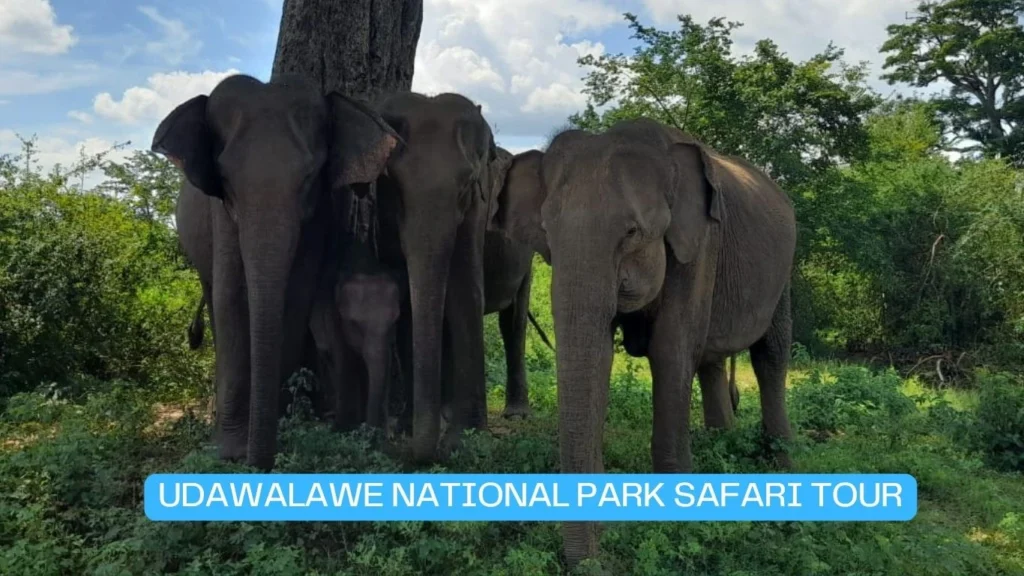 Udawalawe National park safari tours