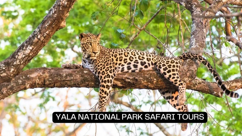 Yala national park safari tours 
