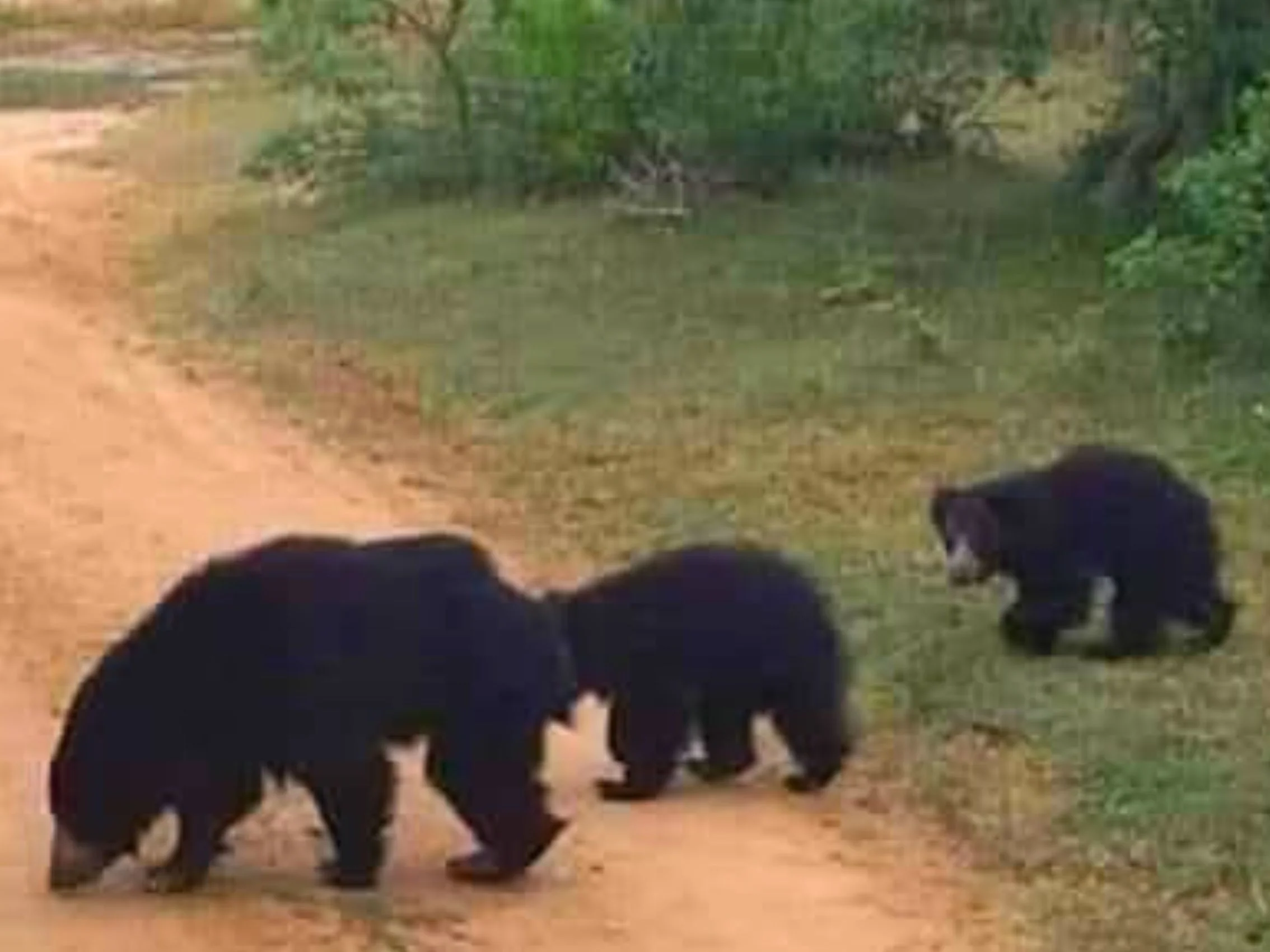 Yala national park safari tours