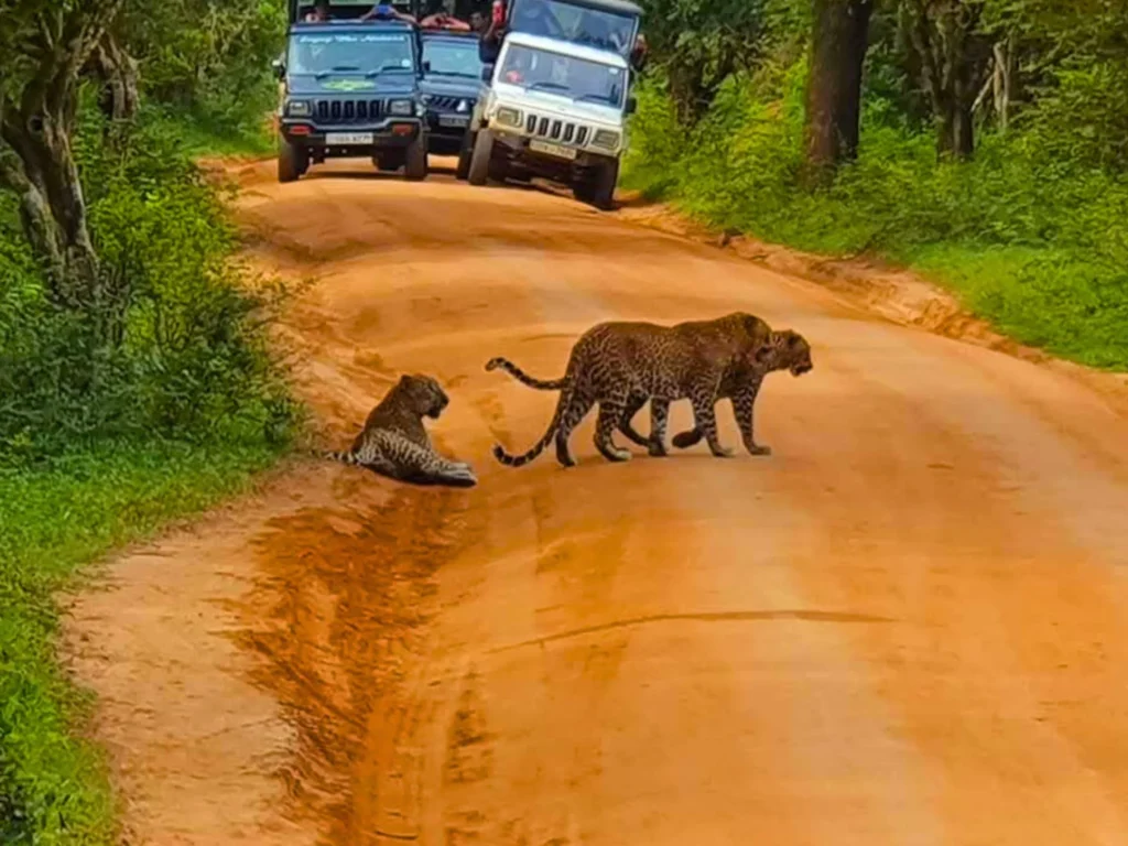 Yala national park safari tours