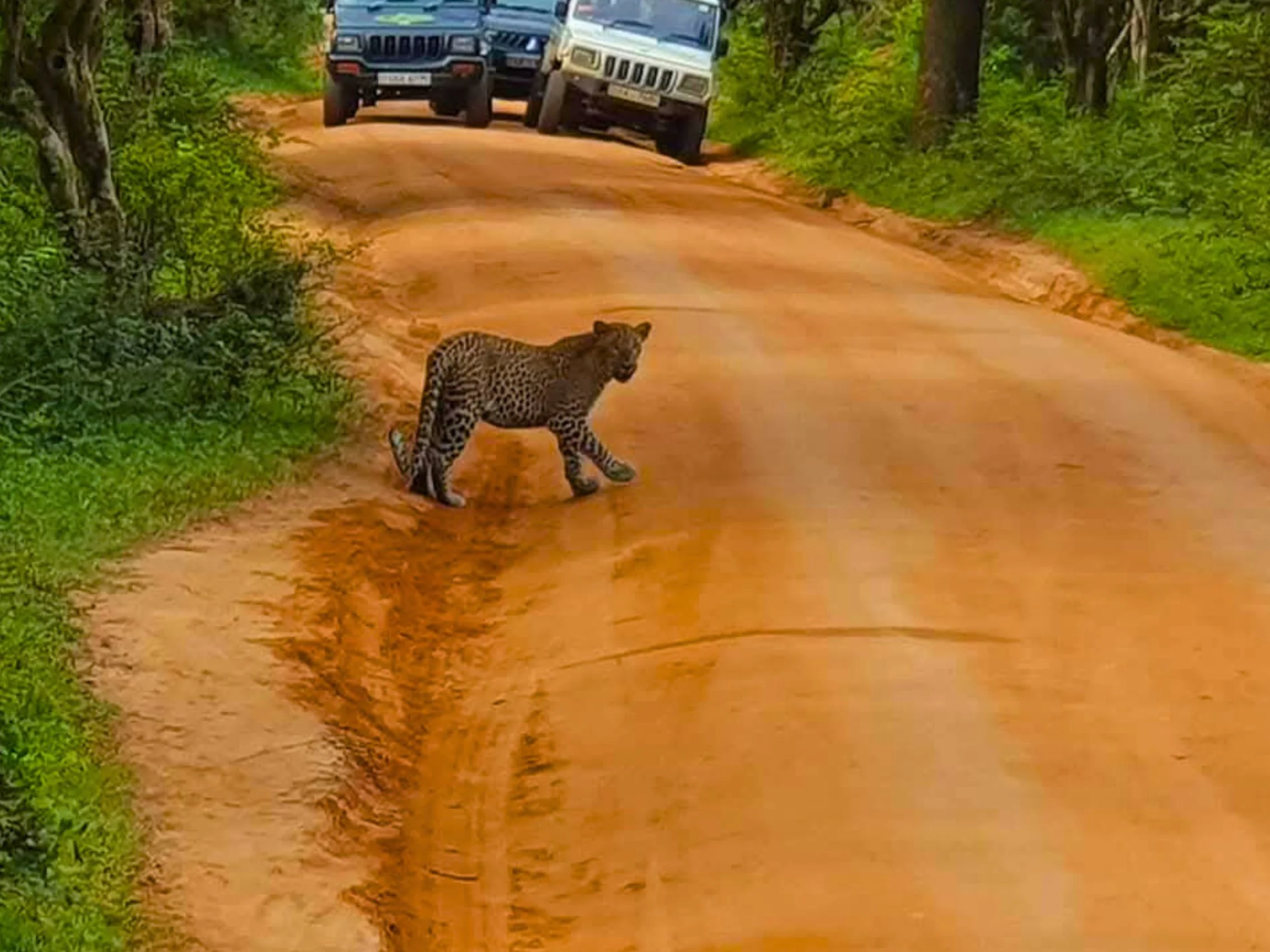 Yala national park safari tours