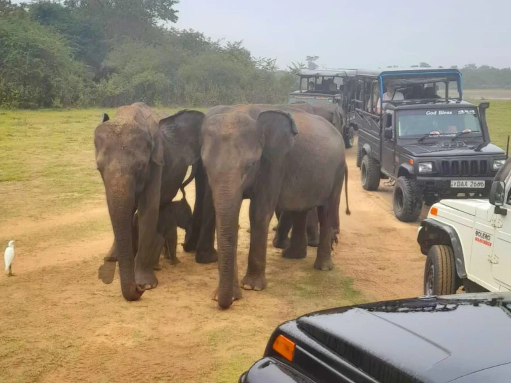 Udawalawe National park safari tours