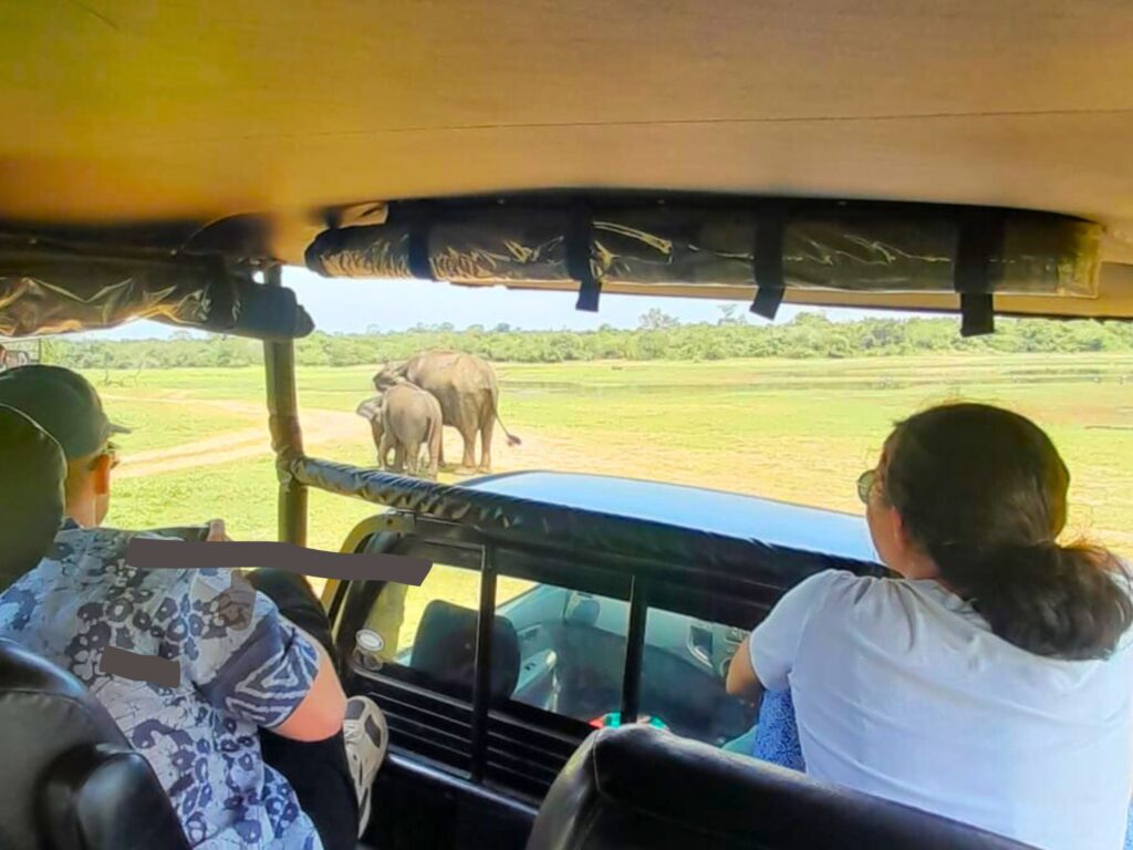 Udawalawe National Park Safari from South Coast to Ella Udawalawe National park safari tours