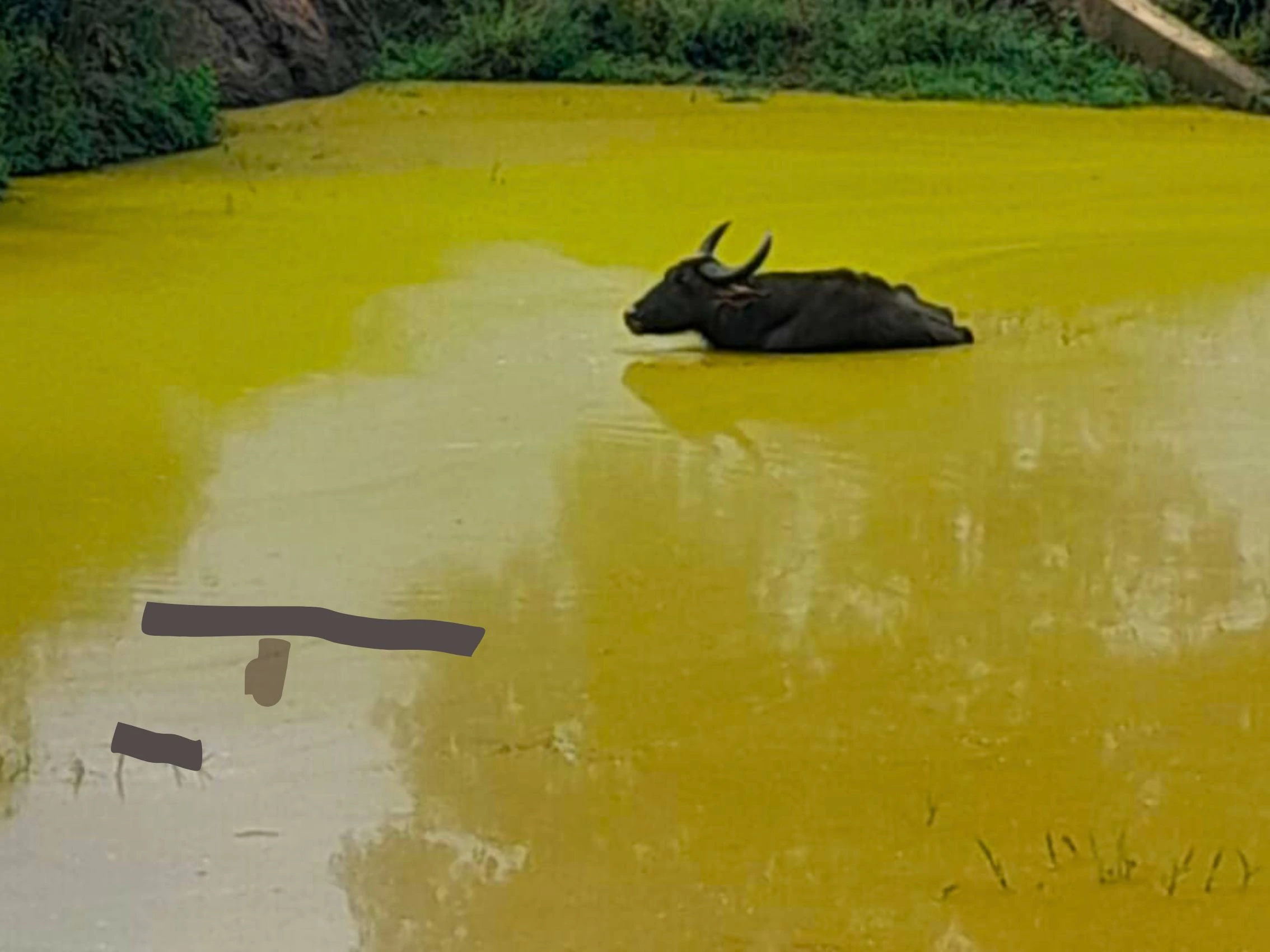 Yala national park safari tours