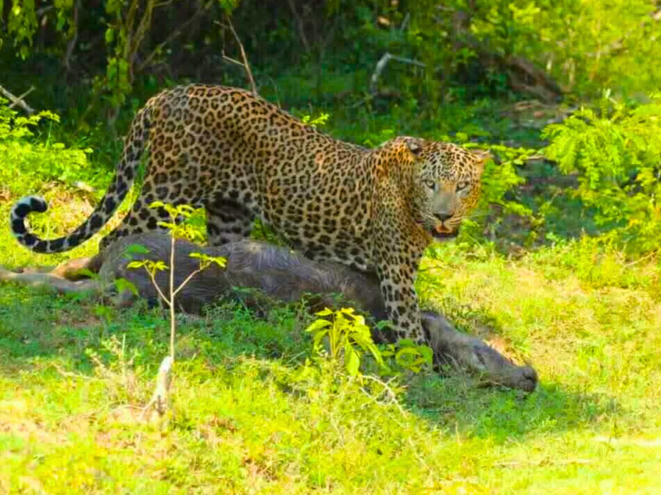 Yala national park safari tours