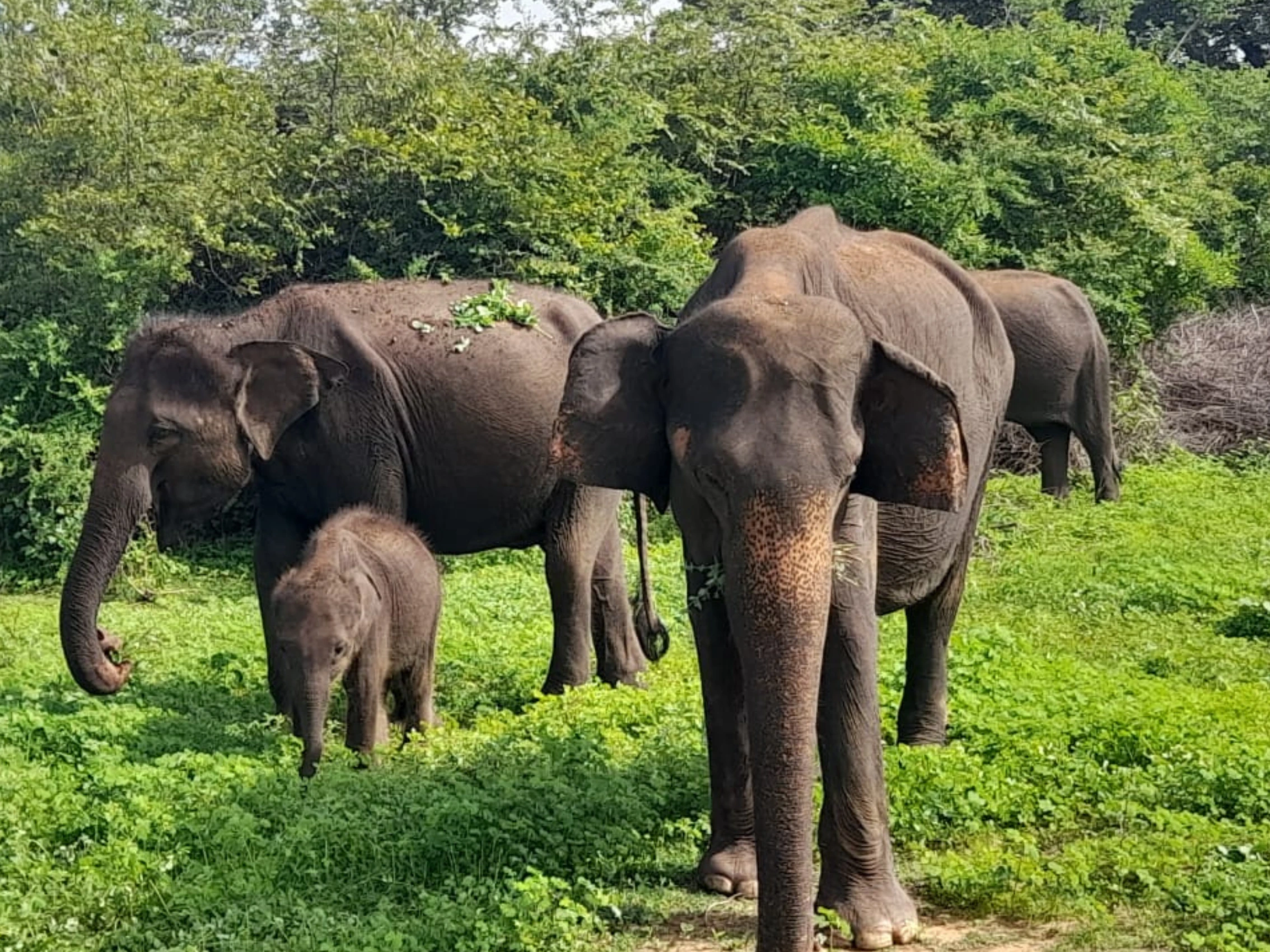 Udawalawe elephant safari