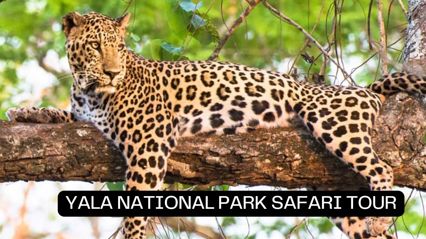 yala safari
