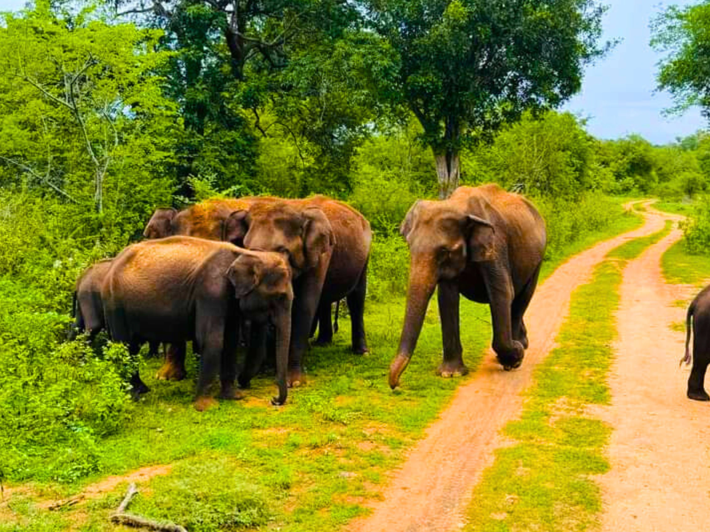 udawalawe safari