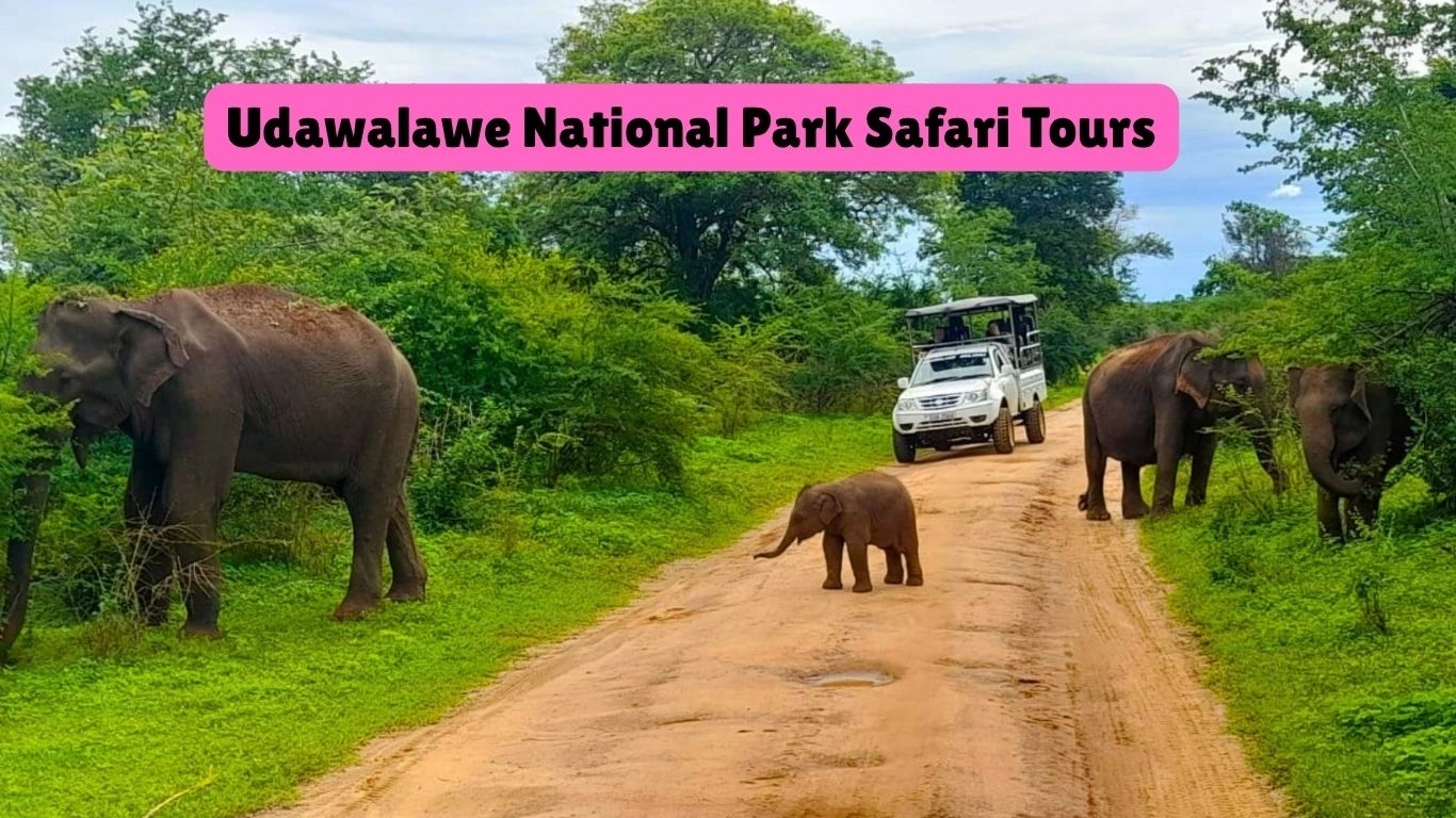 Udawalawe National park safari tours