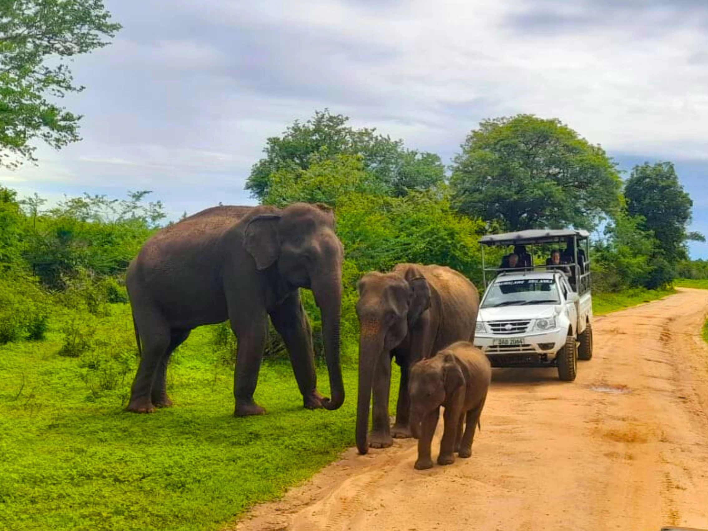 Udawalawe safari